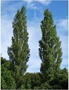 Аватар користувача