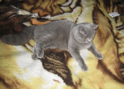 Изображение 508_cr.jpg