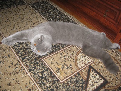 Изображение 520.jpg