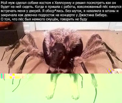 spider-dog.jpg