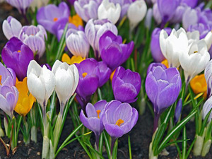 krokus11.jpg