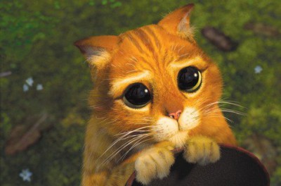 1388906020_cat.jpg