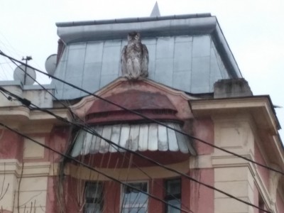 IMG_20170313_175005.jpg