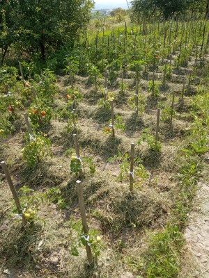 IMG_20190720_104415.jpg